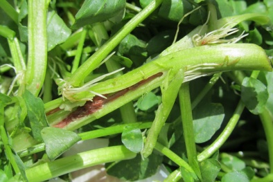 Rau cải xoong nhiễm giun gây sốc cho bà nội chợ